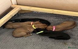 Mixed Breed dogs for sale: Boxsla (Boxer/Vizsla)  - Image 17