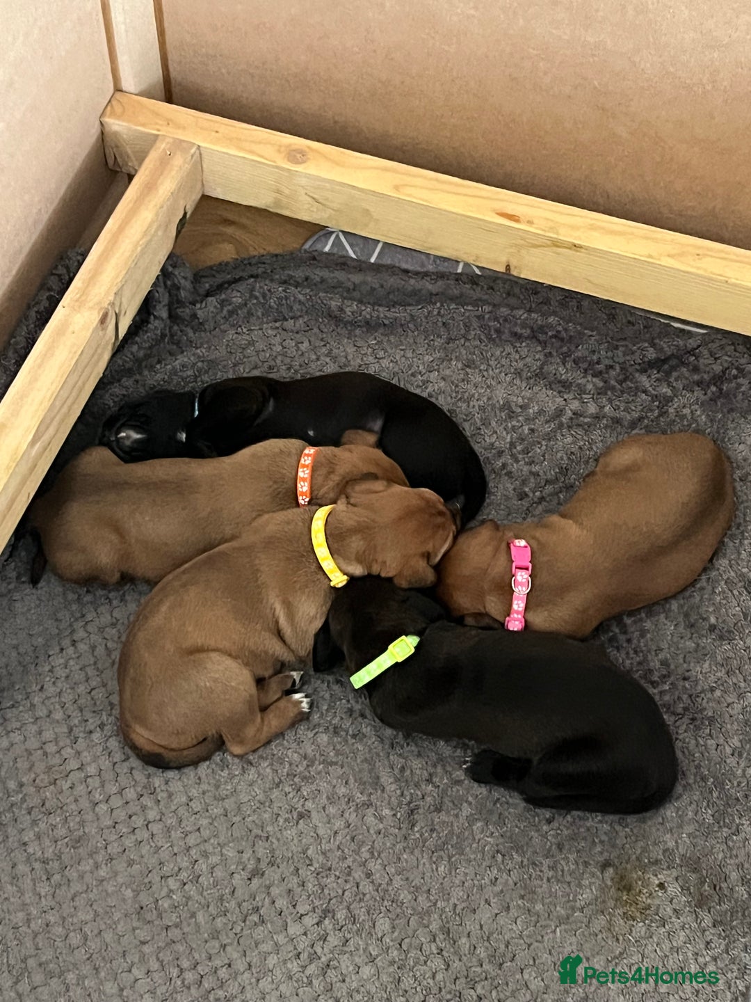 Mixed Breed dogs for sale: Boxsla (Boxer/Vizsla)  - Image 17