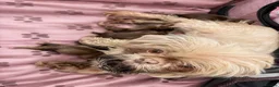 Shih Tzu dogs for sale: Kennel Club Registered Shihtzu Puppies - Advert 2