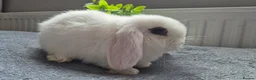 Mini Lop rabbits for sale: Beautiful Mini Lops 8 weeks old ready now  - Advert 5