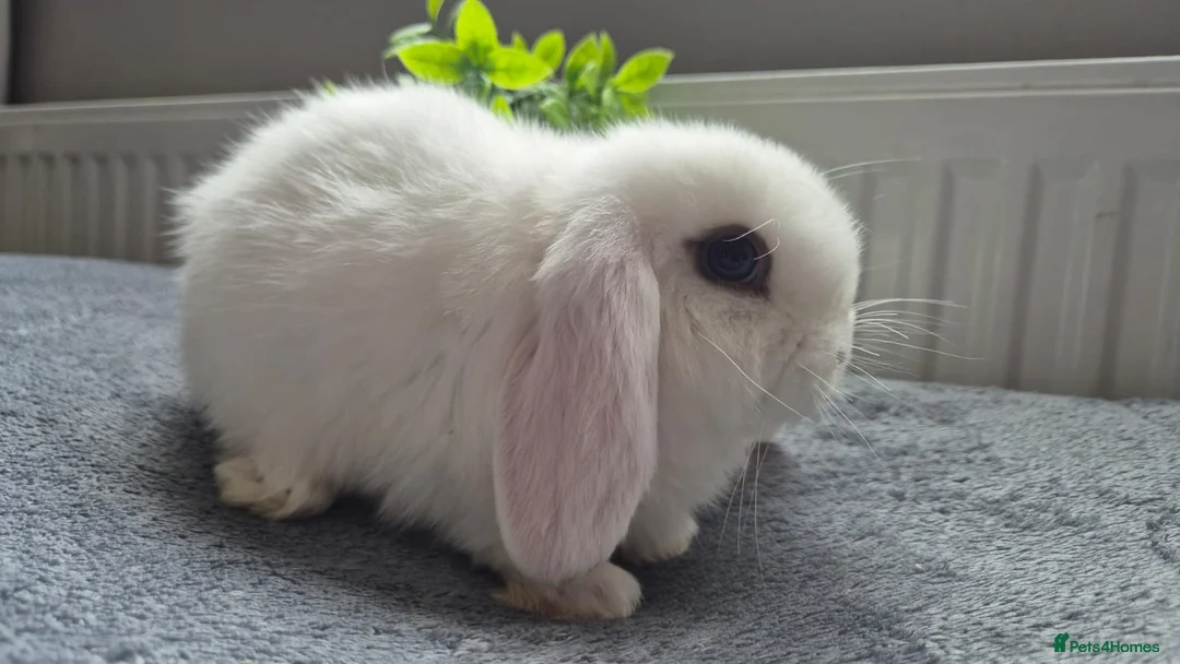 Mini Lop rabbits for sale: Beautiful Mini Lops 8 weeks old ready now  - Advert 5