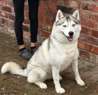 Siberian Husky dogs KC registered female Siberian husky - Advert 8