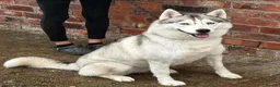 Siberian Husky dogs for sale: KC registered female Siberian husky - Advert 1