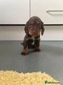 Cocker Spaniel Puppy 10
