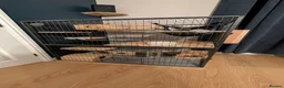 Chinchilla rodents for sale: Violet Male Chinchilla Rambo + Full Setup - Advert 4