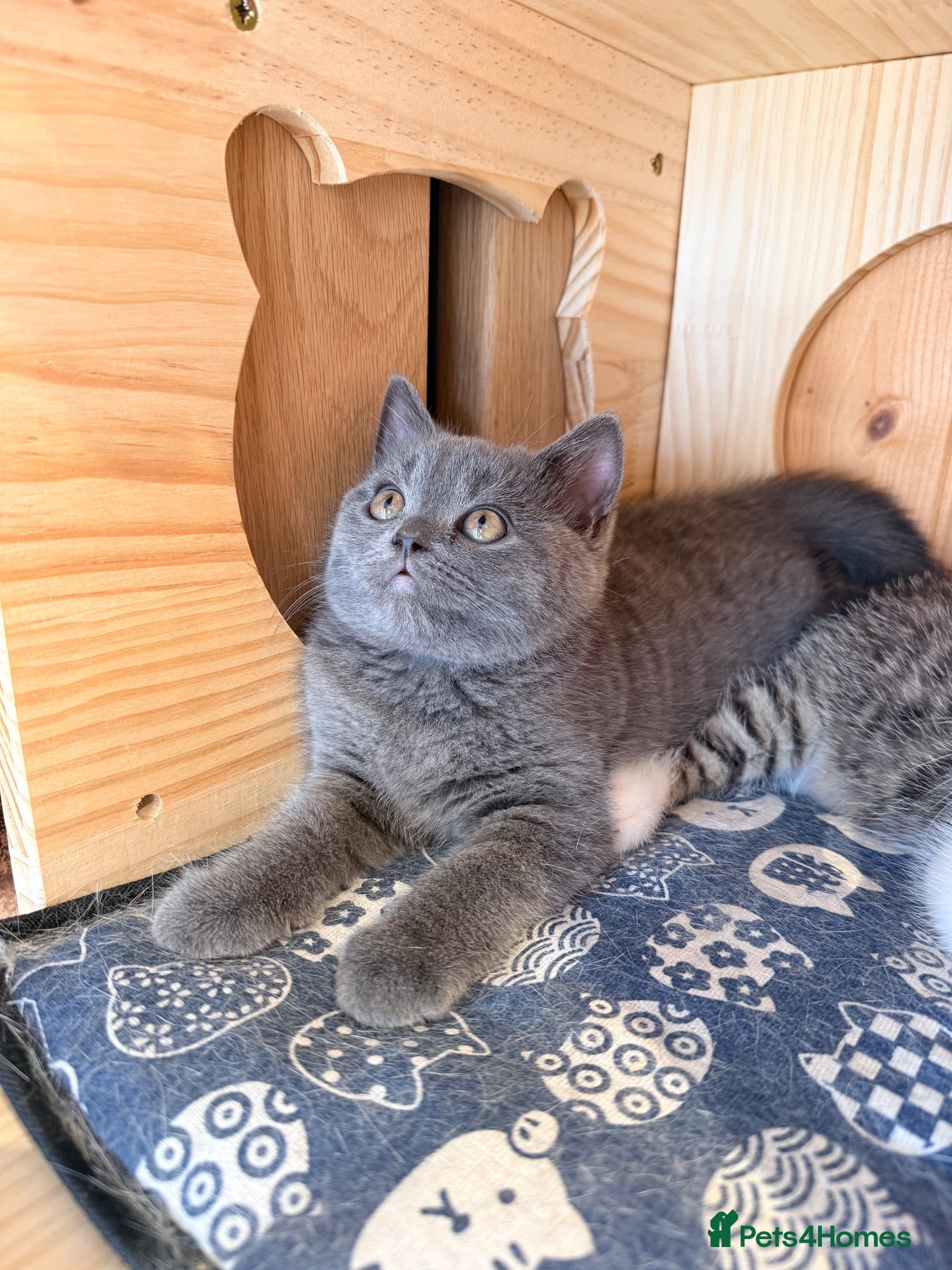 British Shorthair cats 3 British shorthair kittens - Advert 1