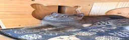 British Shorthair cats for sale: 3 British shorthair kittens - Advert 2