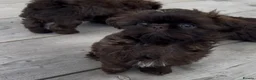 Shih Tzu dogs for sale: KC true chocolate imperial Shihtzu puppies  - Advert 7