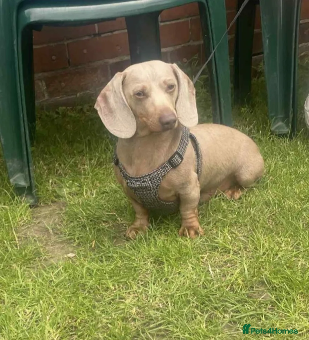 Miniature Dachshund dogs for sale: True Quality Minature Dachshunds - Advert 11