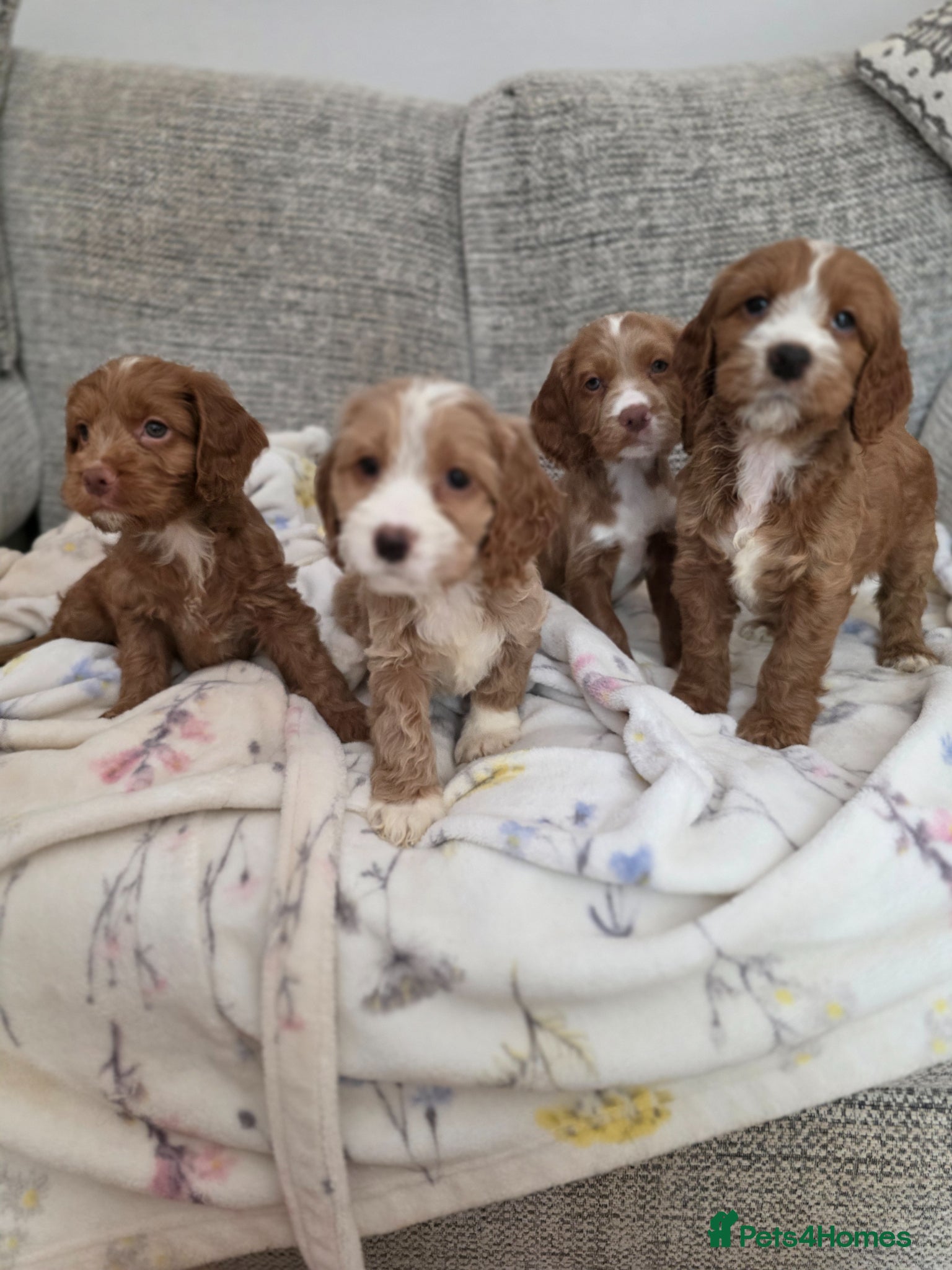 Cockapoo dogs Stunning cockapoo puppies  - Advert 4