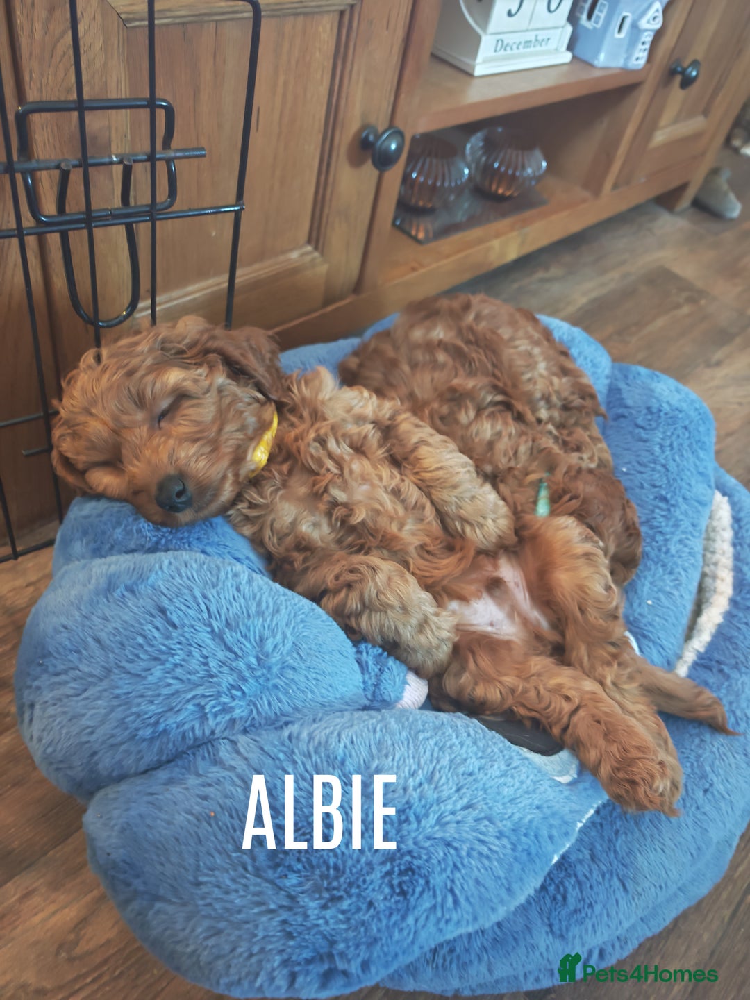 Cockapoo dogs for sale: Cockerpoo puppies  - Advert 9