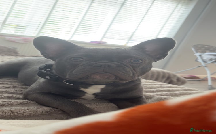 French Bulldog dogs - Advert 2