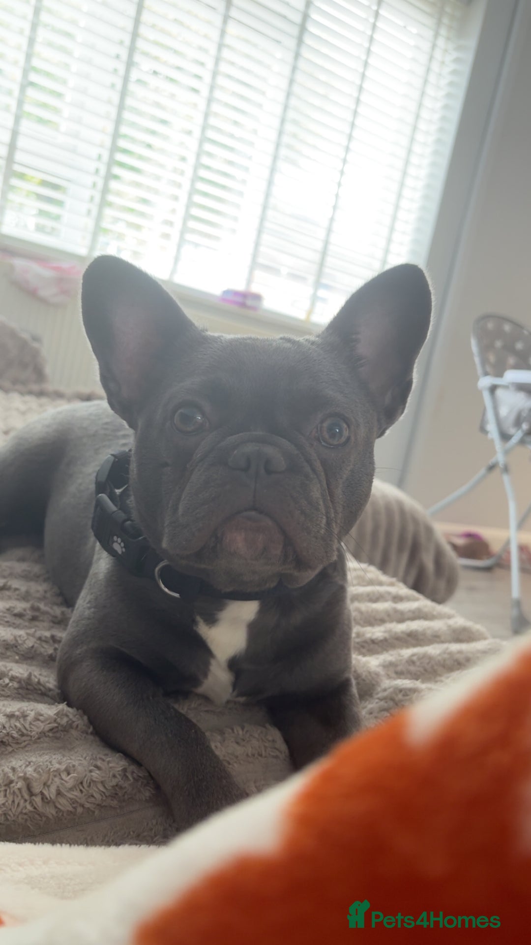 French Bulldog dogs for sale: French bulldog pup  - Image 1