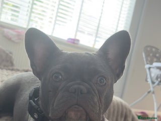 French Bulldog dogs - Advert 25
