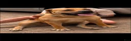 Boerboel dogs for sale: beautiful boerboel female  in Hook - Advert 1