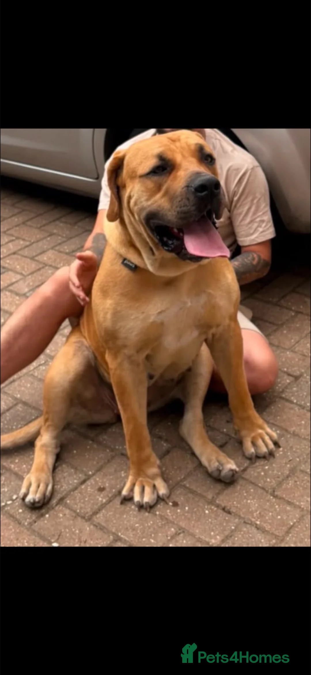 Boerboel dogs for sale: beautiful boerboel female  in Hook - Advert 1
