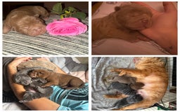 Shar Pei dogs for sale: 3 beautiful shar Pei puppy’s  - Image 9