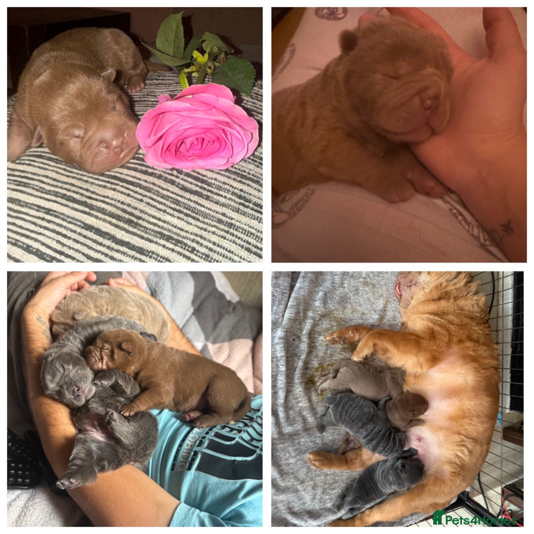 Shar Pei dogs for sale: 3 beautiful shar Pei puppy’s  - Image 9