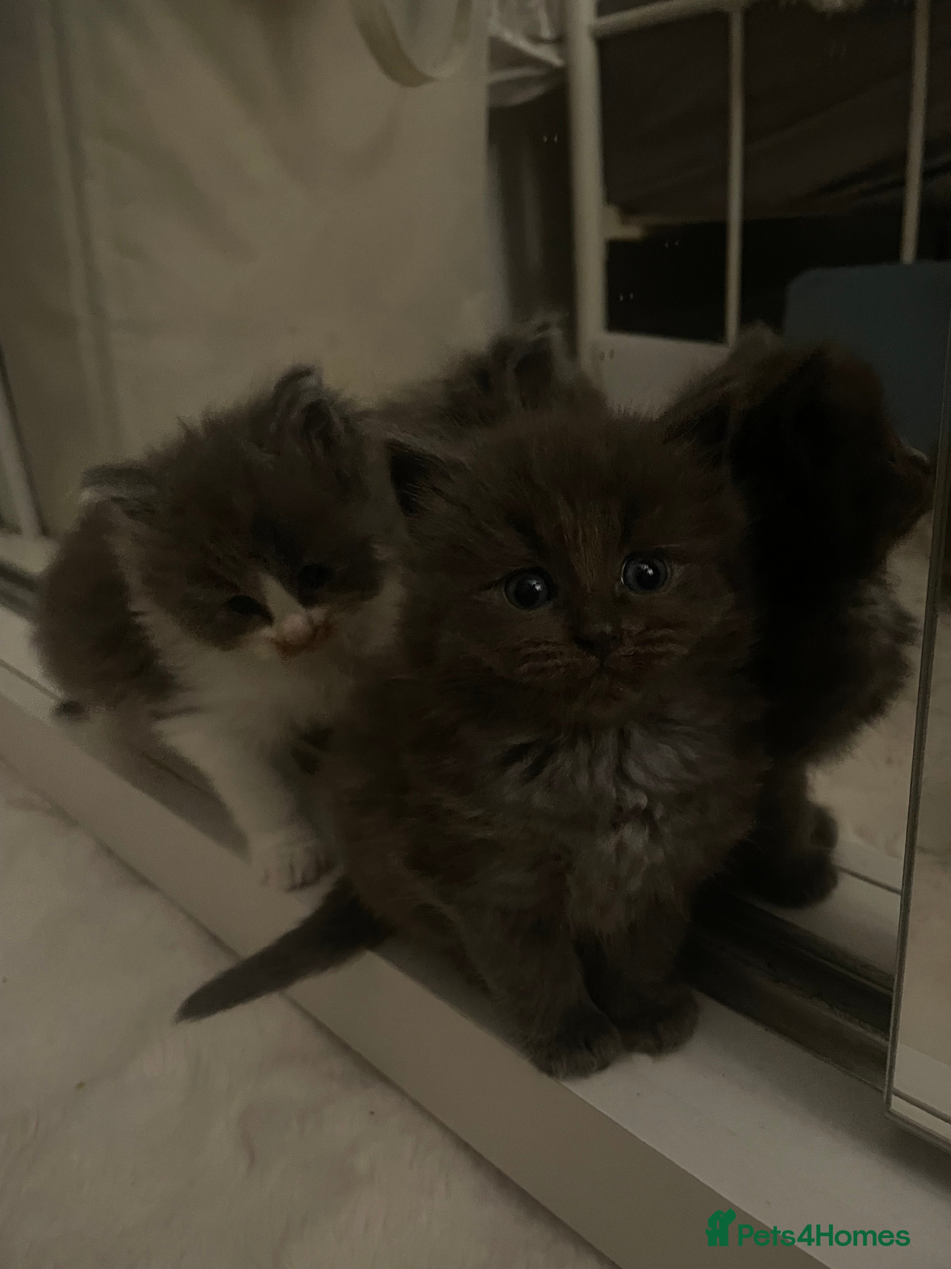 Maine Coon cats 💓Beautiful Mainecoon/Ragdoll Mix Kittens💓 - Advert 13