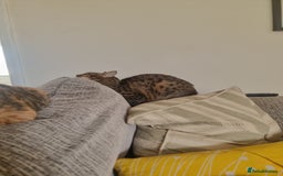 Mixed Breed cats for adoption: Hiyori & Ollie - beautiful pair - Image 12