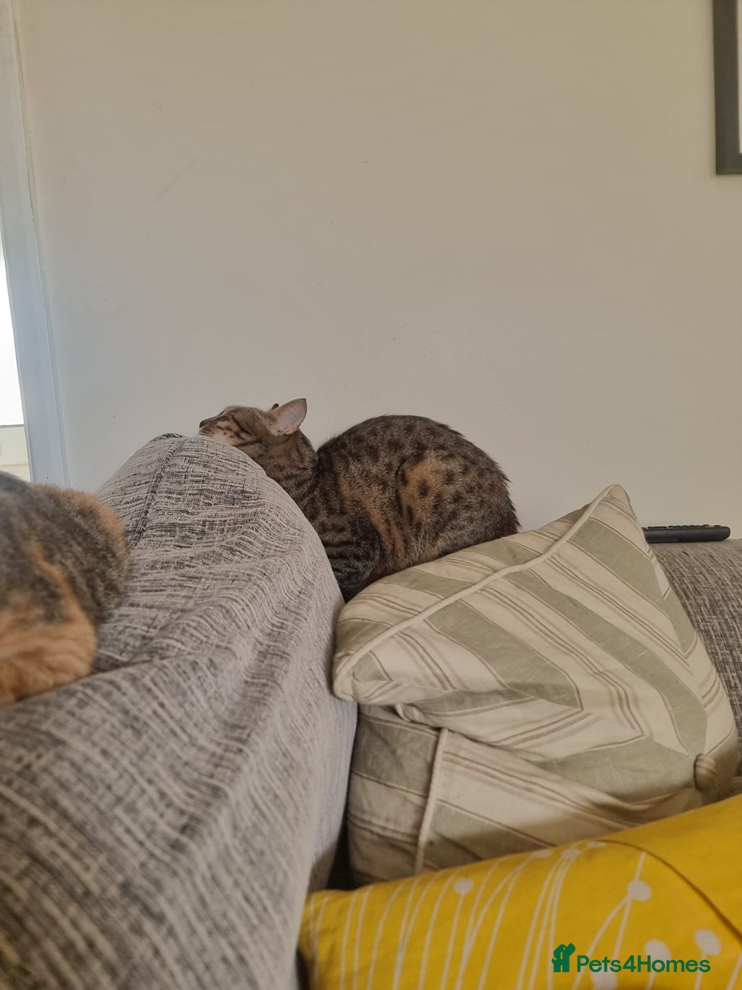 Mixed Breed cats for adoption: Hiyori & Ollie - beautiful pair - Image 12