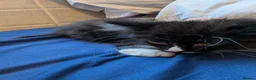 Mixed Breed cats for sale: Adorable fluffy kitten last in litter - Advert 4