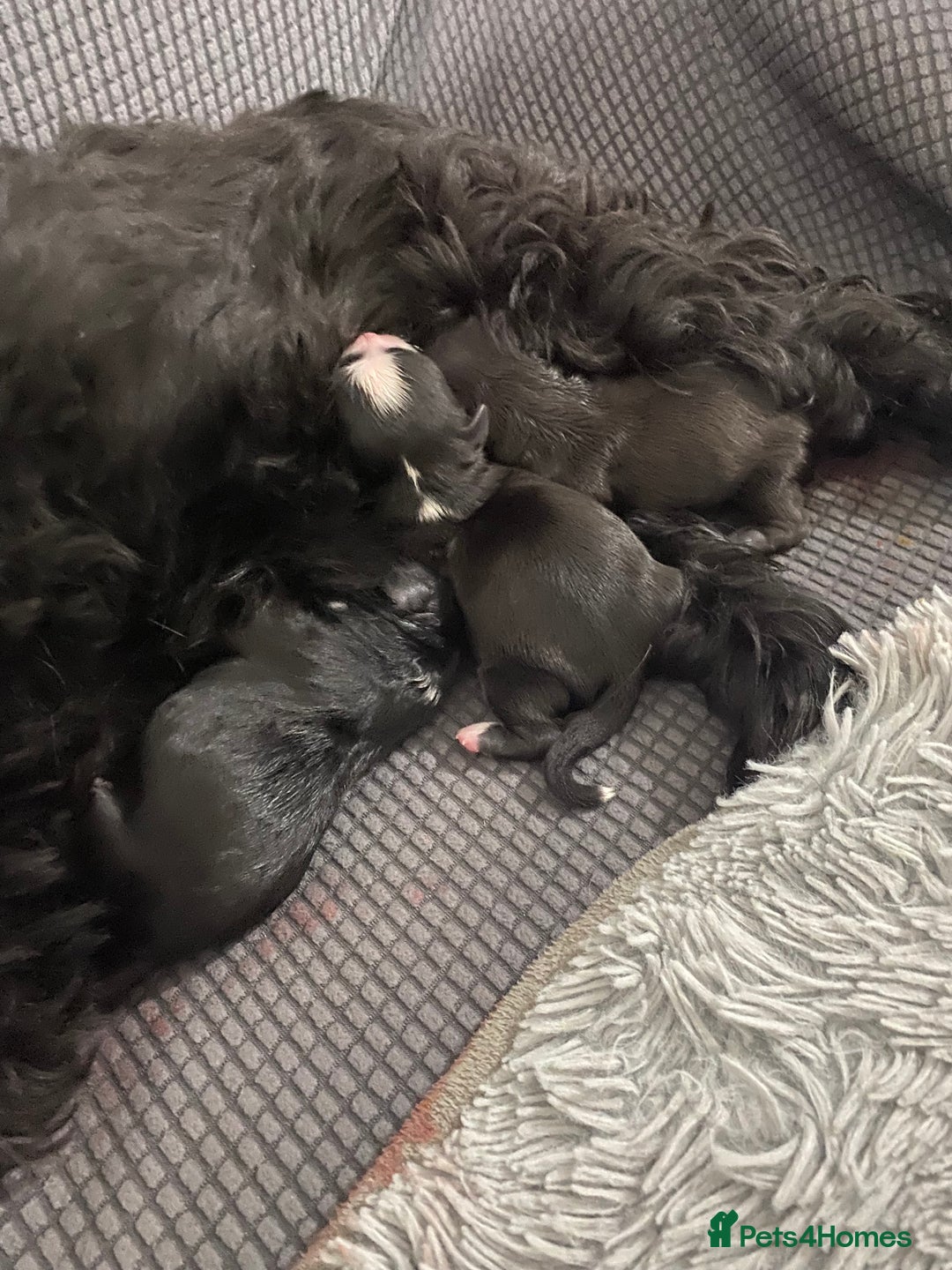 Shihpoo dogs for sale: 3 left 2 boys and 1 girl  - Advert 6