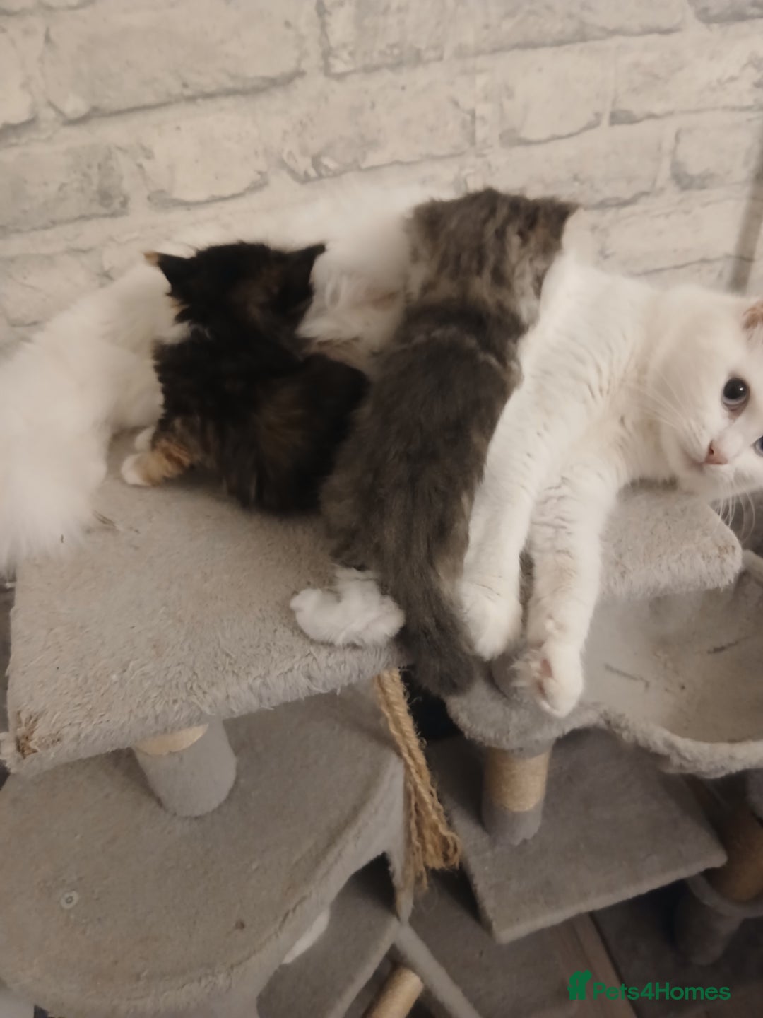 Maine Coon cats for sale: Mainecoon kittens  - Image 3