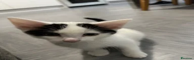 Mixed Breed Kitten 1