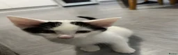 Mixed Breed cats for sale: 3 Kittens - Advert 1