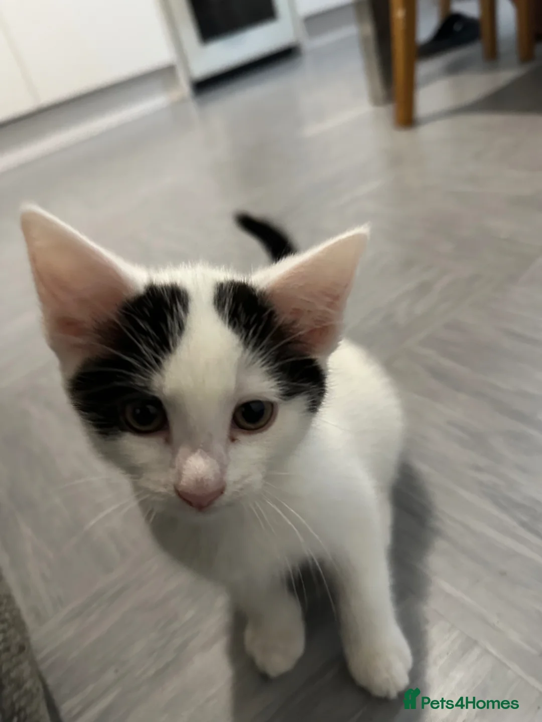 Mixed Breed cats for sale: 3 Kittens - Advert 1