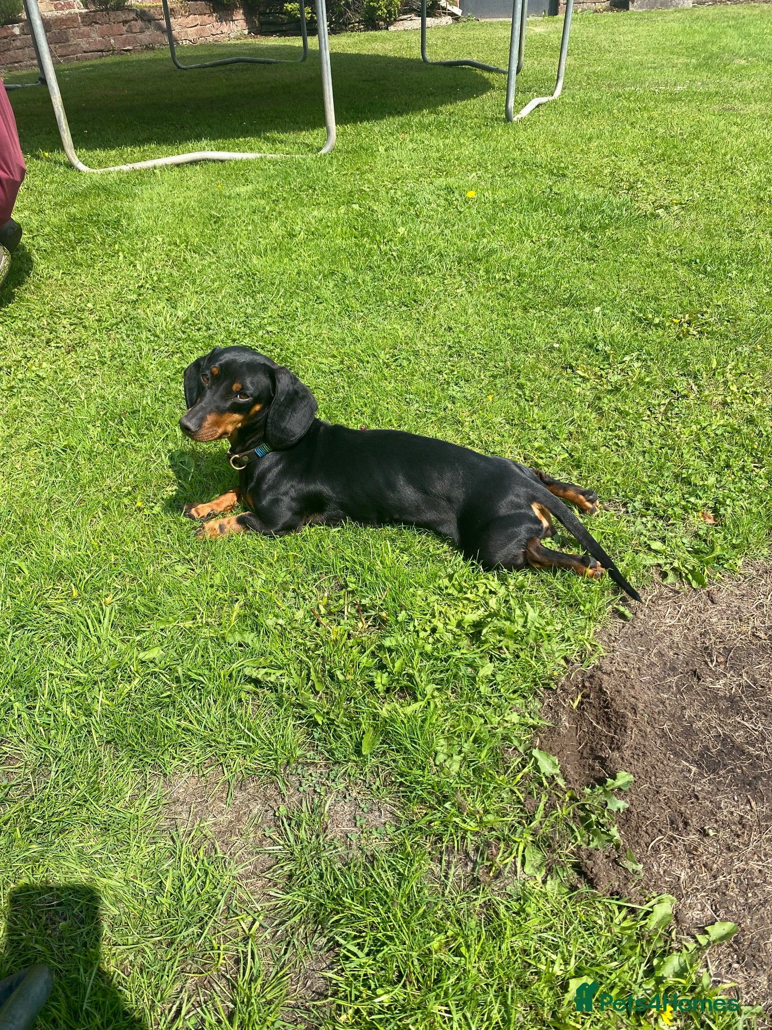 Miniature Dachshund dogs Miniature Dachshund Puppy - Advert 1