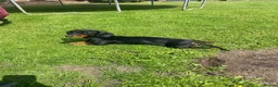 Miniature Dachshund dogs for sale: Miniature Dachshund Puppies - Advert 17