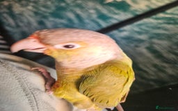 Conures birds for sale: Tame Male & Female Pineapple Conures - Image 27
