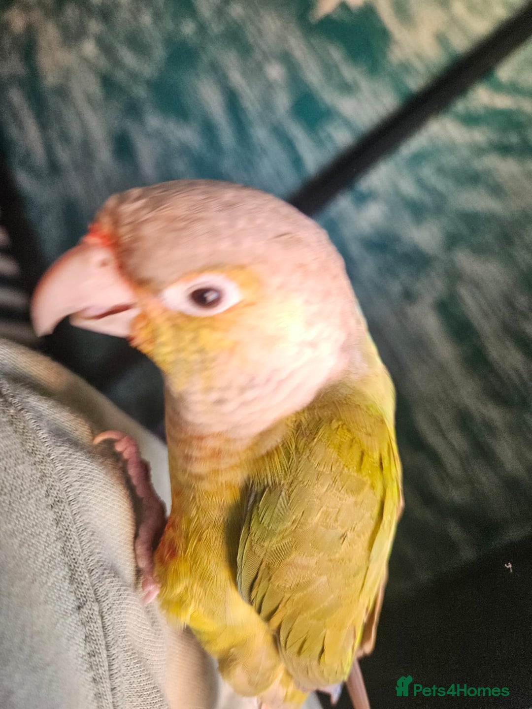 Conures birds for sale: Tame Male & Female Pineapple Conures - Image 27