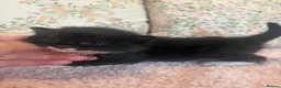 Ragdoll cats for sale: RAGDOLL X SHORTHAIR KITTENS  - Advert 21