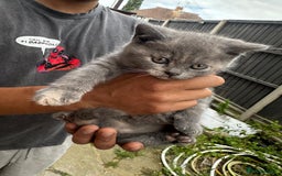 British Shorthair cats for sale: X BSH kittens - Image 2