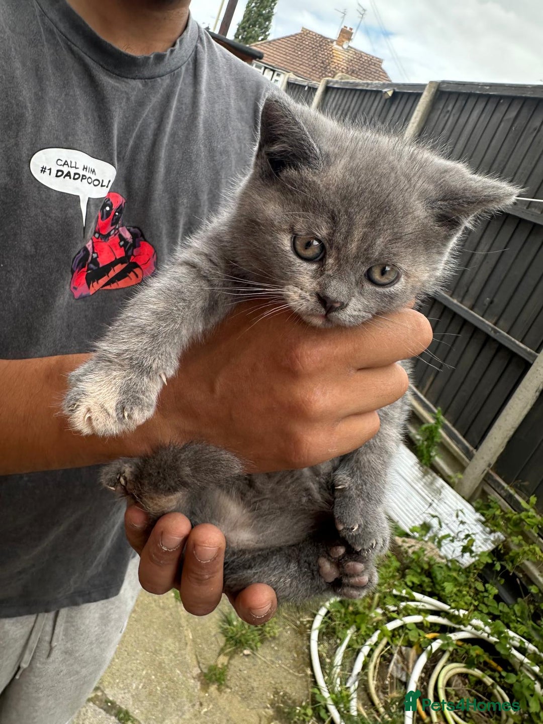 British Shorthair cats for sale: X BSH kittens - Image 2