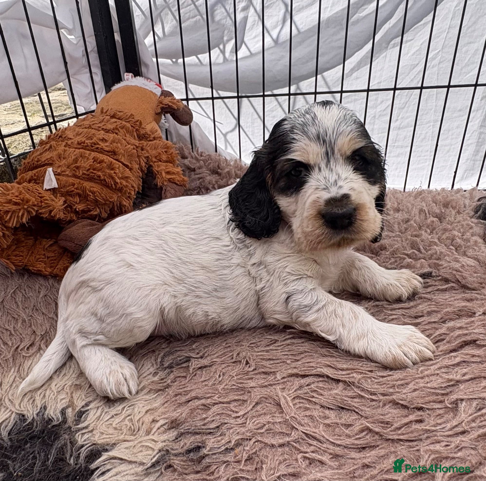 Cocker Spaniel dogs Quality KC babies - extensive health tests clear - Advert 2