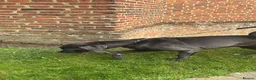 Cane Corso dogs for sale: Nyla  - Advert 11