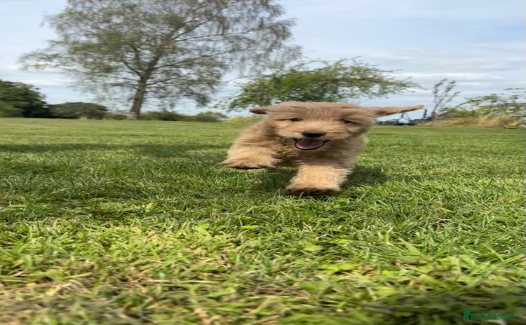 Mini Goldendoodle dogs - Advert 1