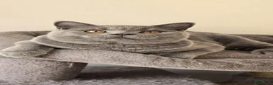 British Shorthair 1