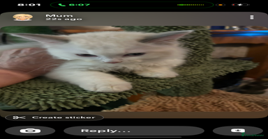 Ragdoll cats - Advert 5