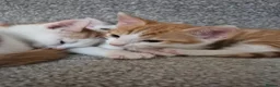 Mixed Breed cats for sale: 🐾 Beautiful Kittens Looking for Loving Homes in Basingstoke - Advert 10