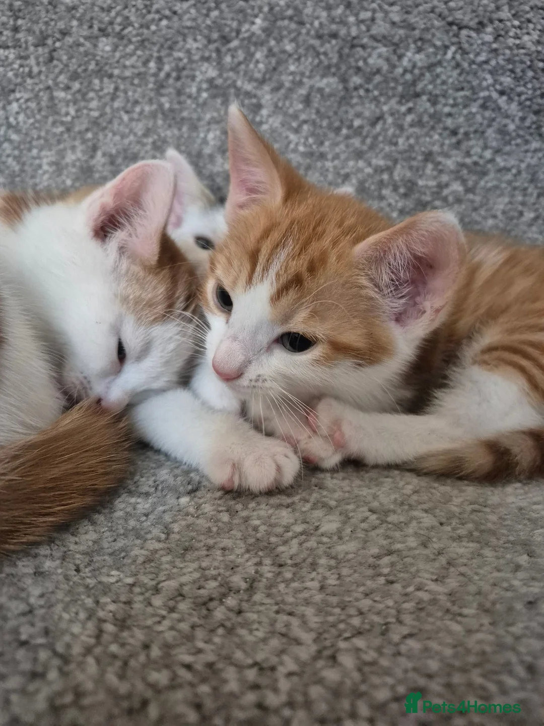 Mixed Breed cats for sale: 🐾 Beautiful Kittens Looking for Loving Homes in Basingstoke - Advert 10