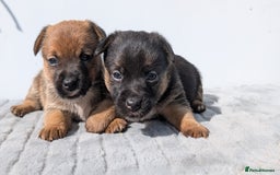Mixed Breed dogs for sale: Cracking terrier pups - Image 6