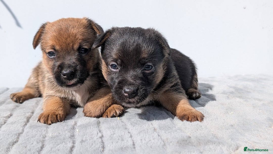 Mixed Breed dogs for sale: Cracking terrier pups - Image 6