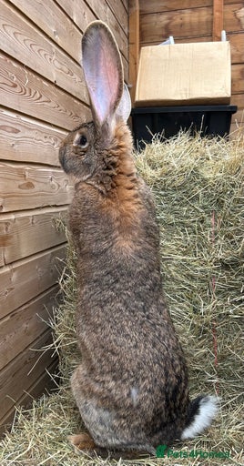 Gallery Image {{count}}