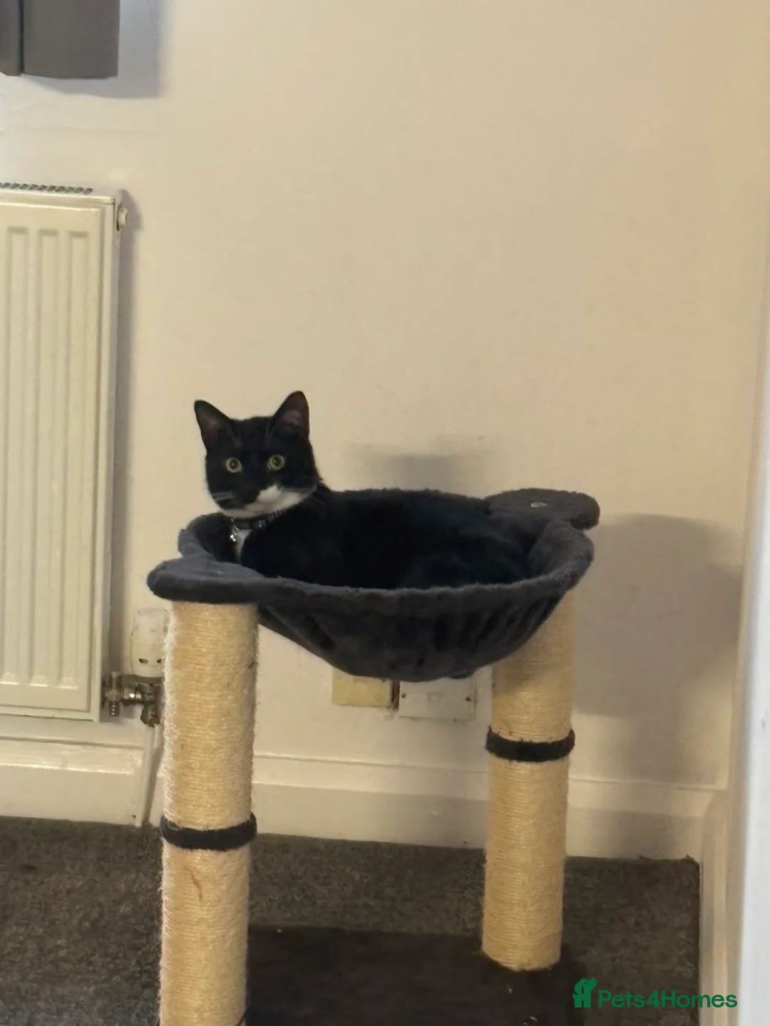Mixed Breed cats for sale: Cat needing a loving home  - Advert 2