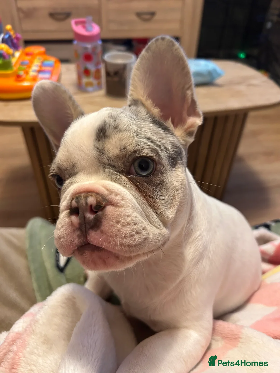 French Bulldog dogs for sale: Fully vaccinated DWKC French bulldog puppies  - Advert 2